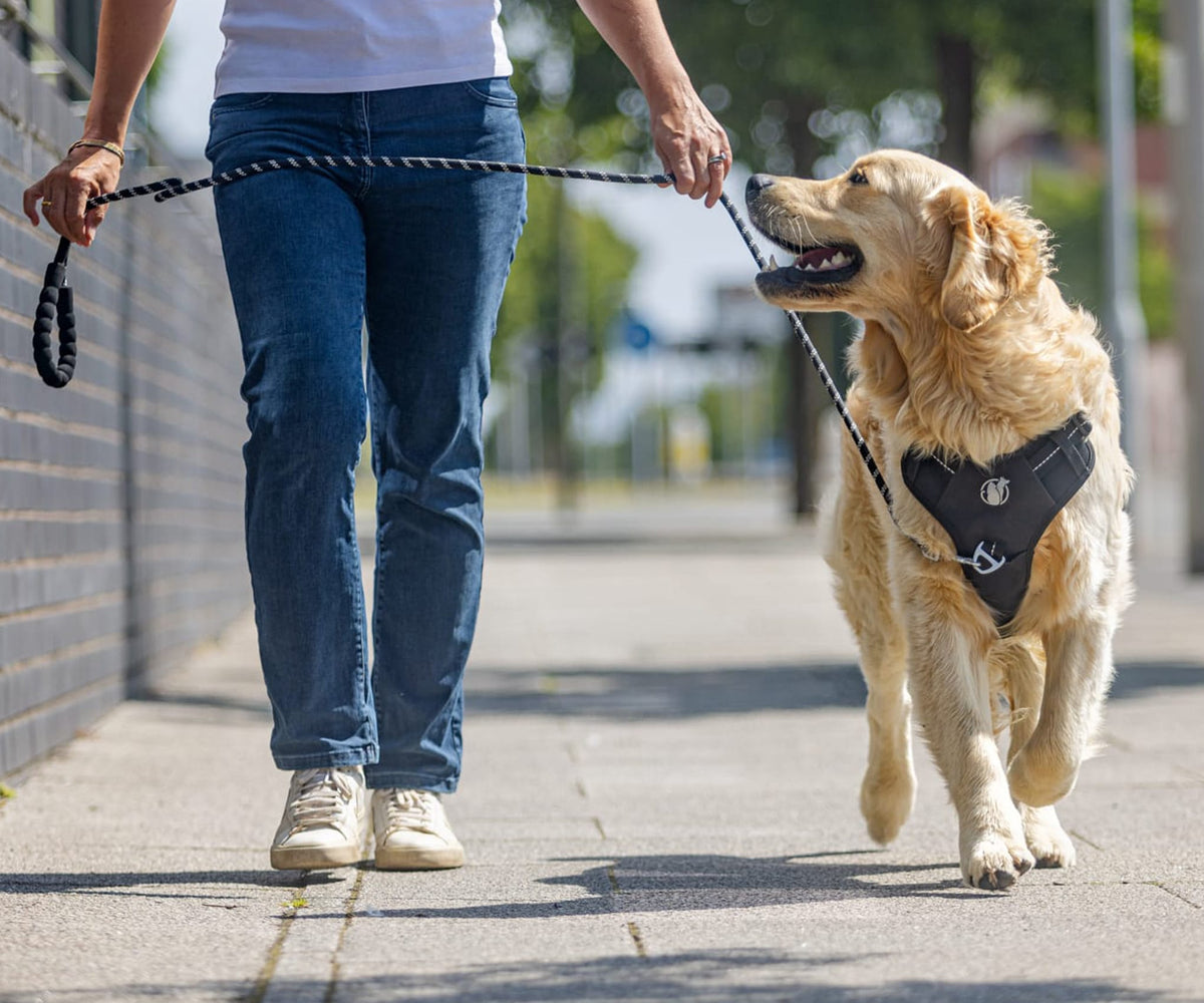 PawSafe Steady+Style harness demonstration