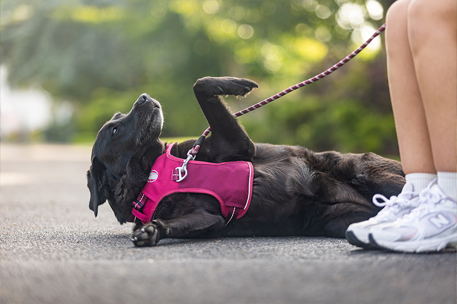 Owner and dog enjoying a peaceful walk together